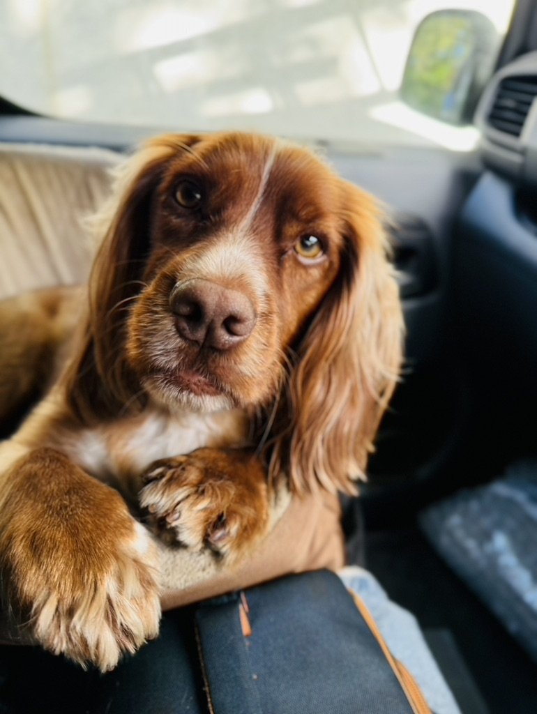 Exeter Chimney Sweep dog
